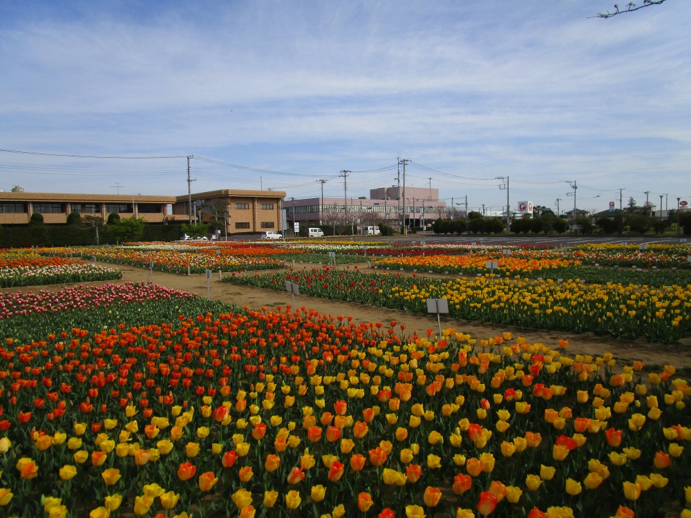 平成31年 のさか花の広場チューリップ開花情報-のさかチューリップ4月5日