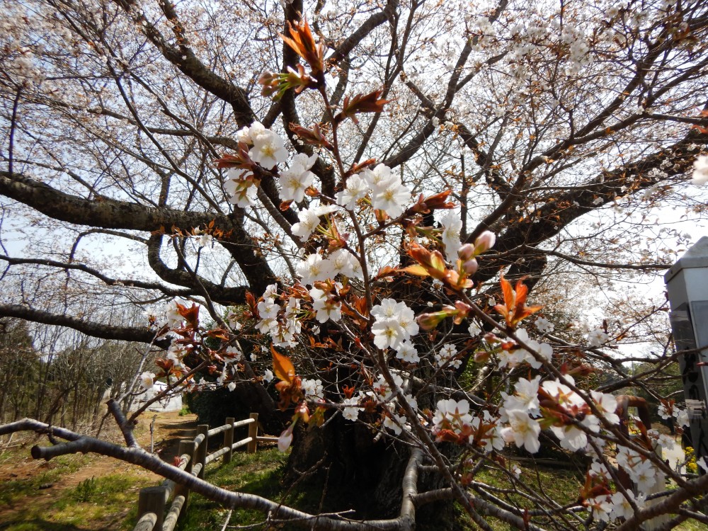 平成31年 黄門桜開花情報-4.6　黄門桜1