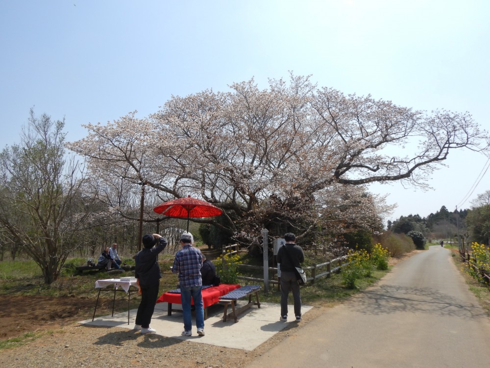 平成31年 黄門桜開花情報-4.6　黄門桜2