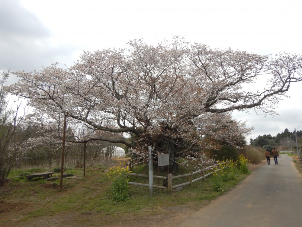 平成31年 黄門桜開花情報-4.7　黄門桜1