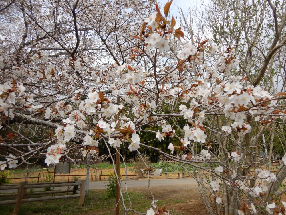 平成31年 黄門桜開花情報-4.7　黄門桜2