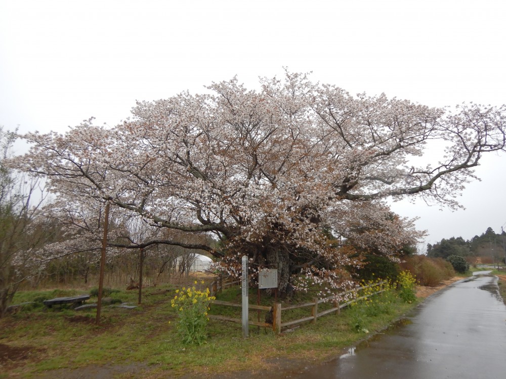 平成31年 黄門桜開花情報-4.8.黄門桜