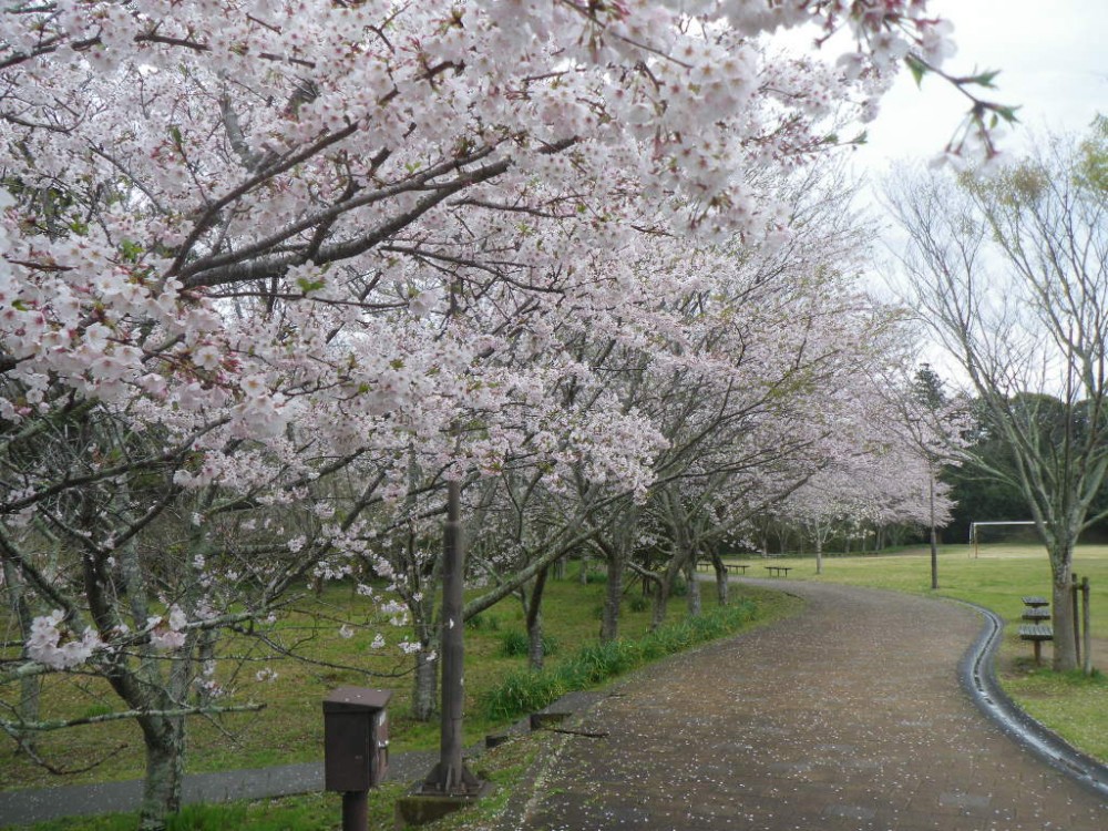 平成31年 天神山公園桜開花情報-天神山公園桜　4月8日ｰ1