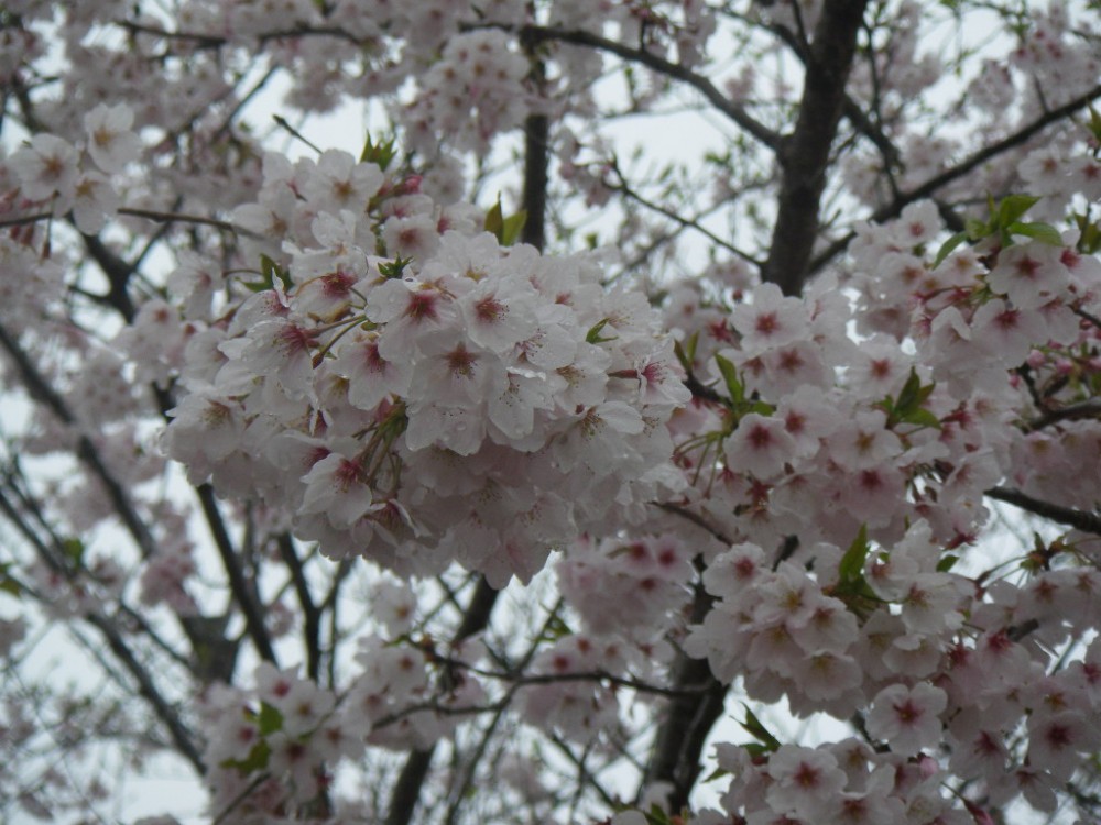 平成31年 天神山公園桜開花情報-天神山公園桜　4月8日ｰ2