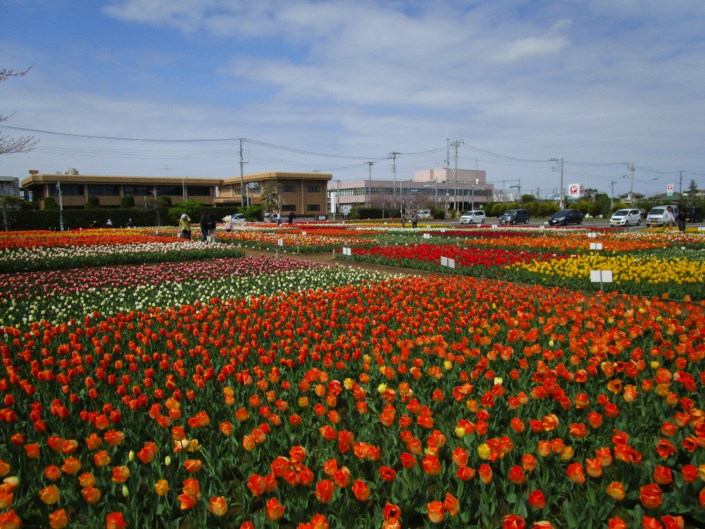 平成31年 のさか花の広場チューリップ開花情報-のさかチューリップ4月8日