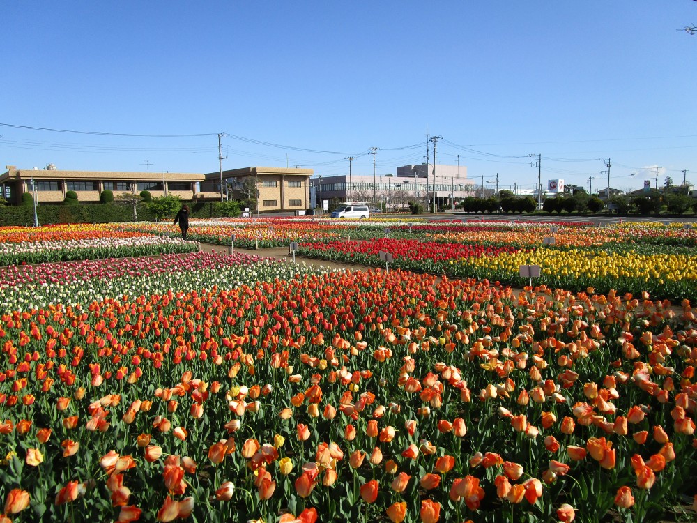 平成31年 のさか花の広場チューリップ開花情報-のさかチューリップ4月9日