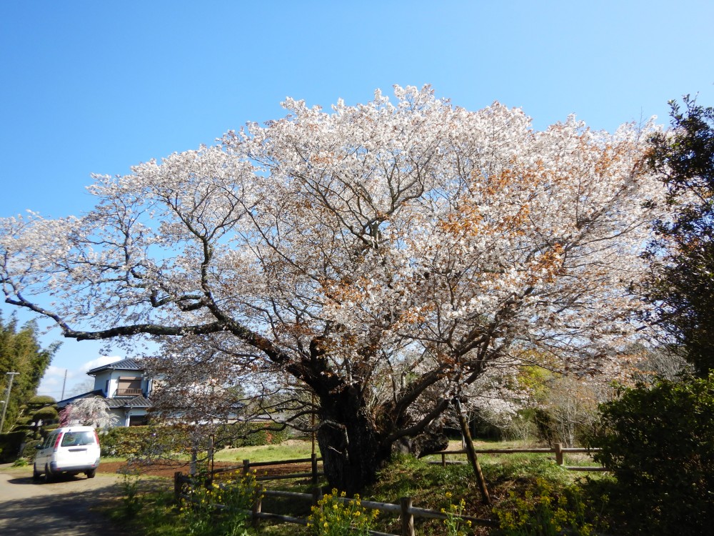 平成31年 黄門桜開花情報-4.9　黄門桜1