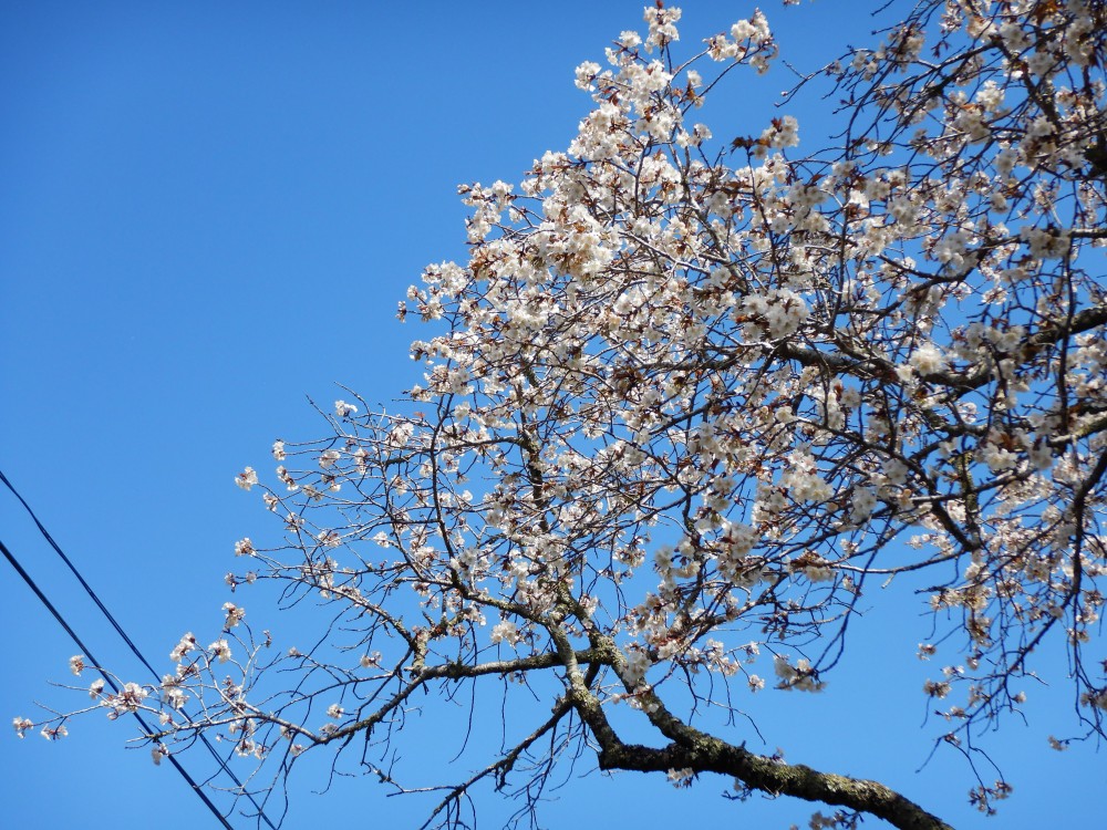 平成31年 黄門桜開花情報-4.9　黄門桜2