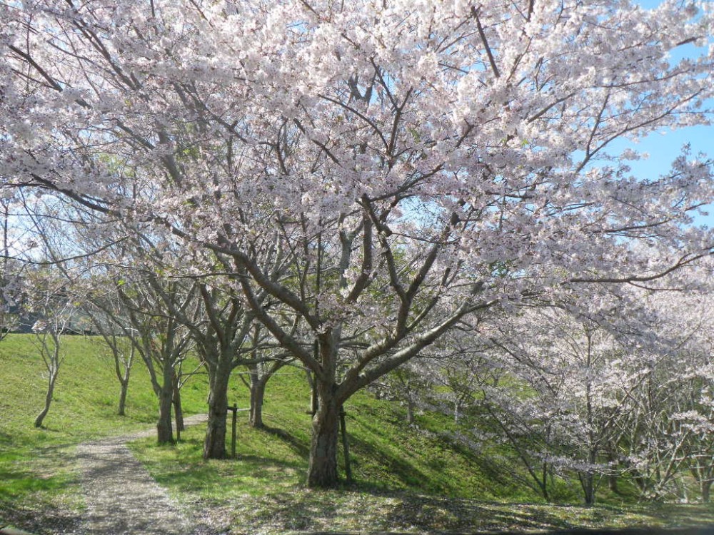 平成31年 天神山公園桜開花情報-天神山公園桜　4月9日ｰ1