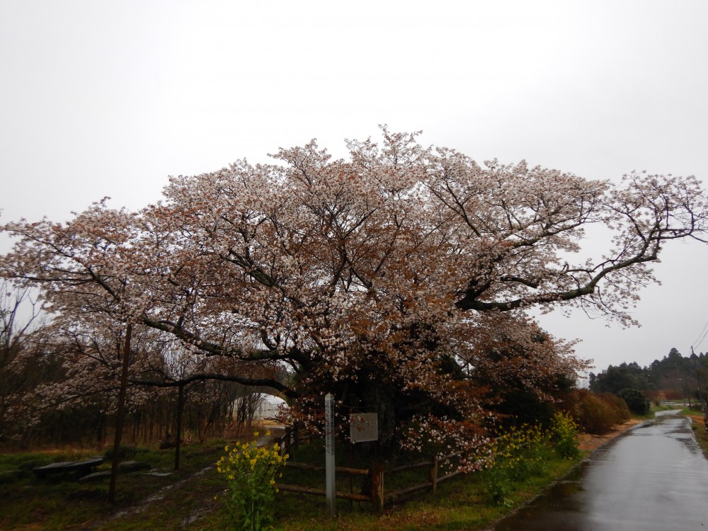 平成31年 黄門桜開花情報-4.10　黄門桜1