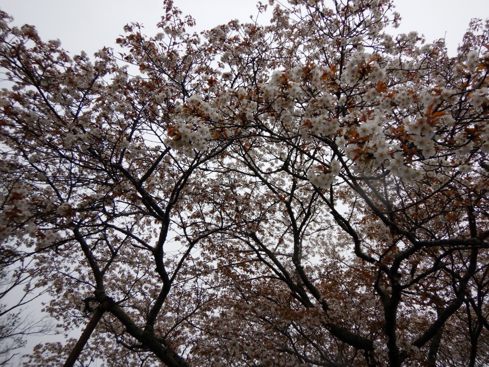 平成31年 黄門桜開花情報-4.10　黄門桜2