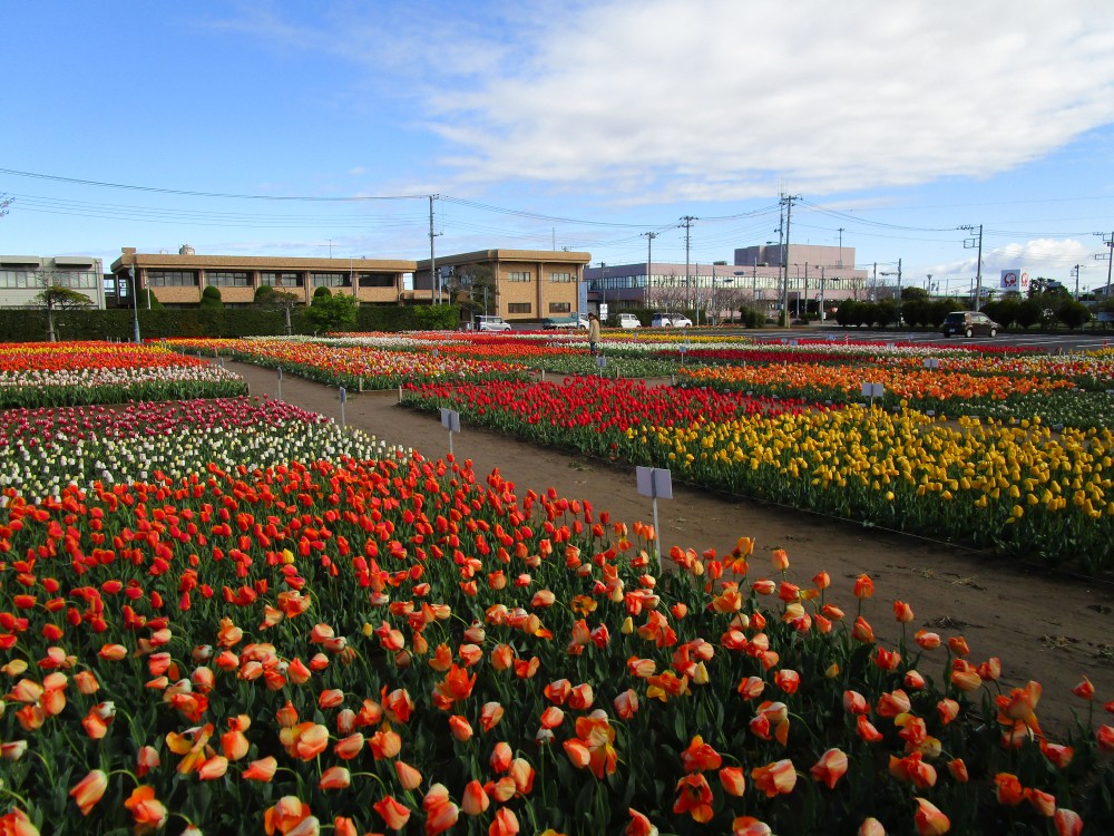 平成31年 のさか花の広場チューリップ開花情報-のさかチューリップ4月11日