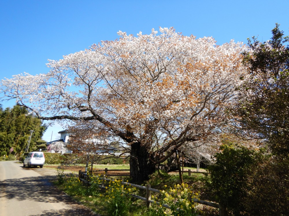 平成31年 黄門桜開花情報-4.11　黄門桜