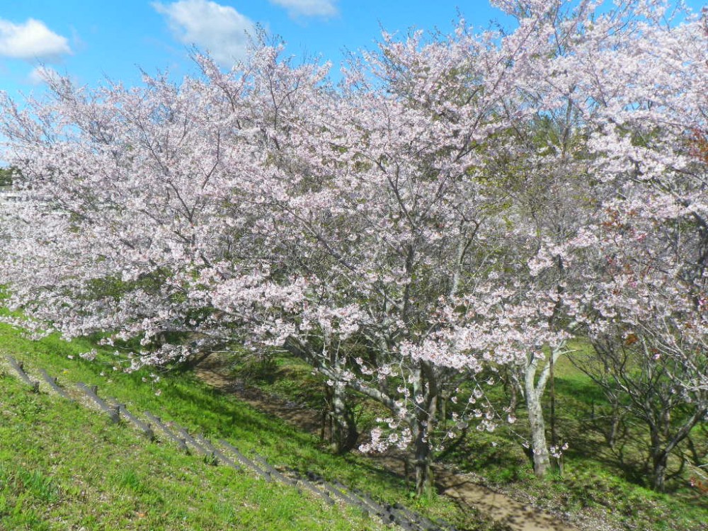 平成31年 天神山公園桜開花情報-天神山公園桜　4月11日ｰ1