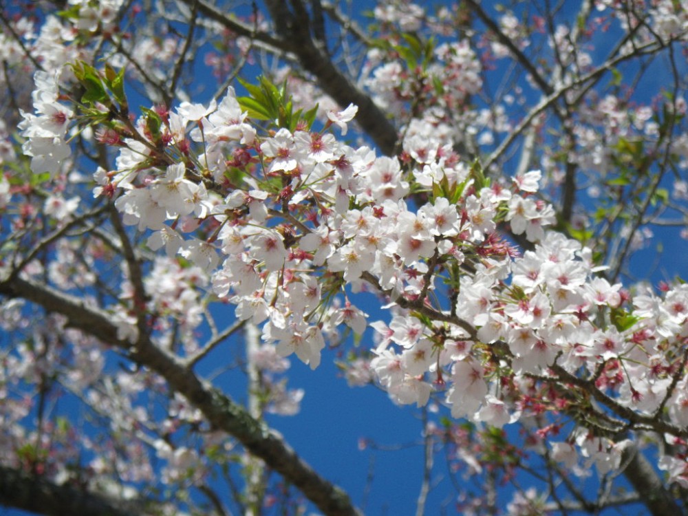 平成31年 天神山公園桜開花情報-天神山公園桜　4月11日ｰ2