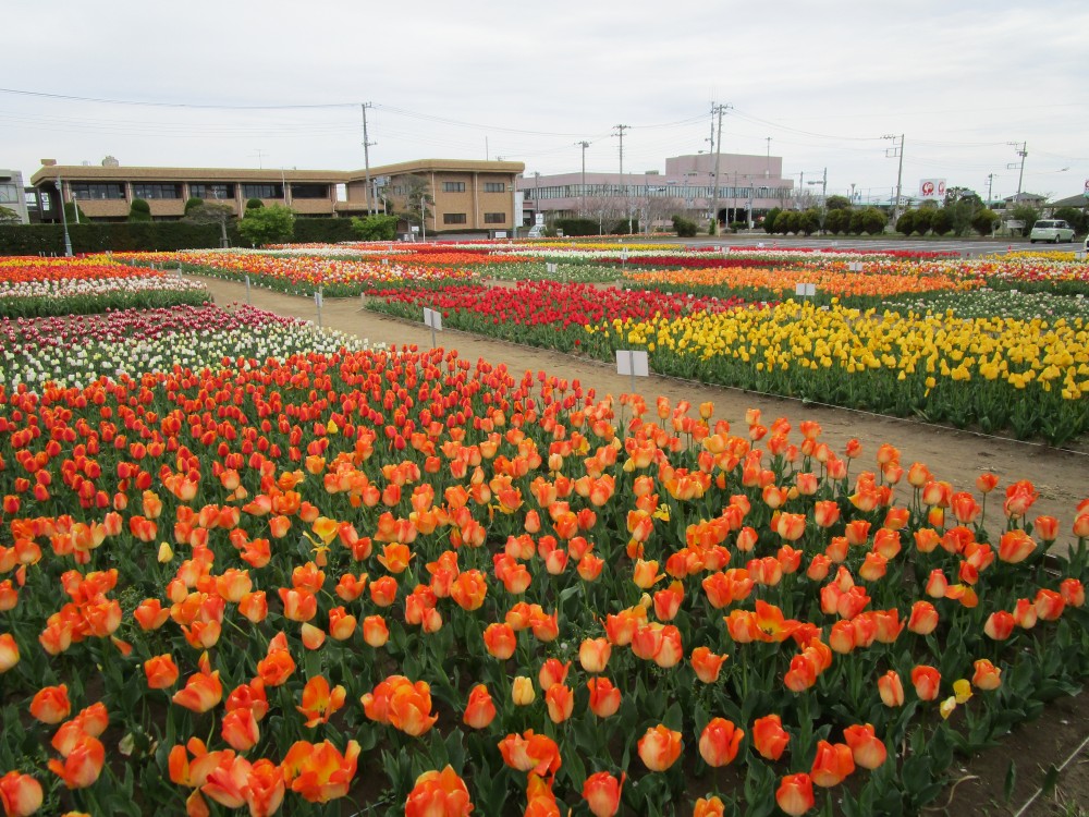 平成31年 のさか花の広場チューリップ開花情報-のさかチューリップ4月12日