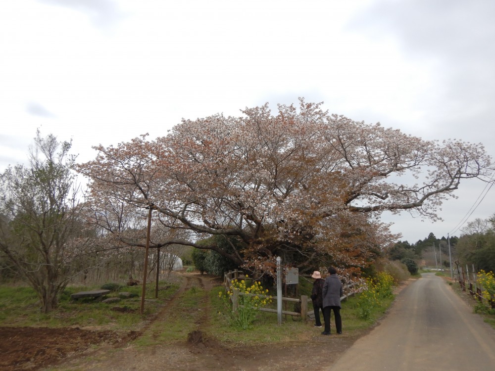 平成31年 黄門桜開花情報-4.12　黄門桜1