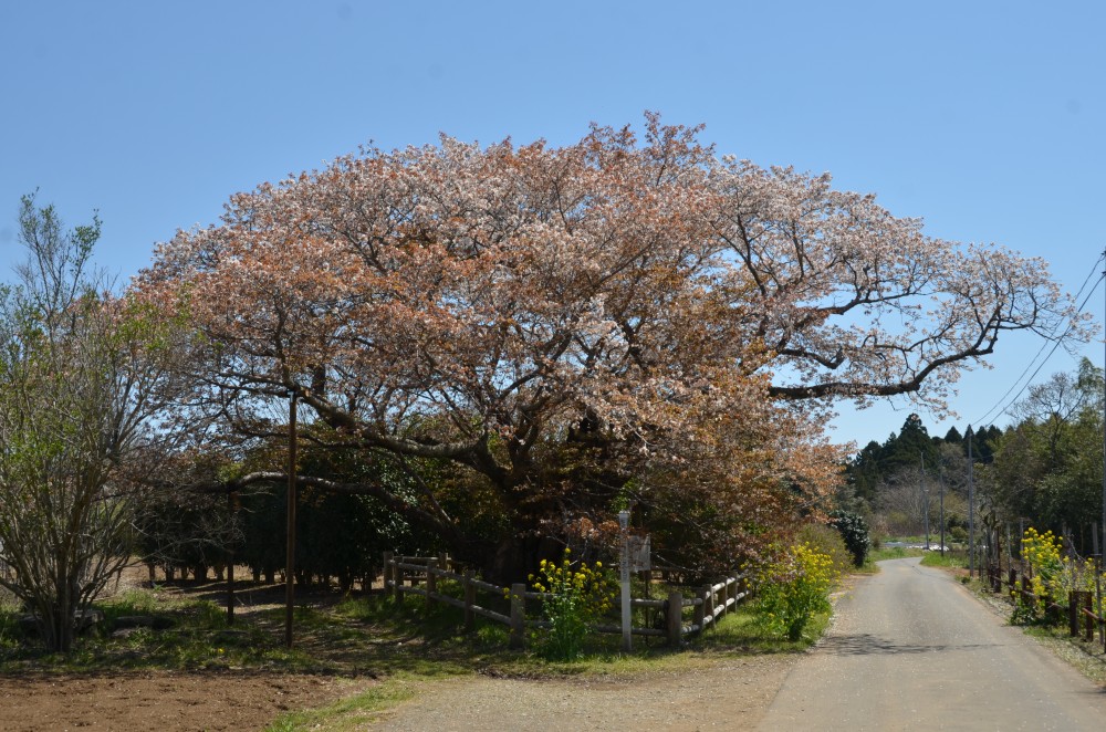 平成31年 黄門桜開花情報-黄門桜１