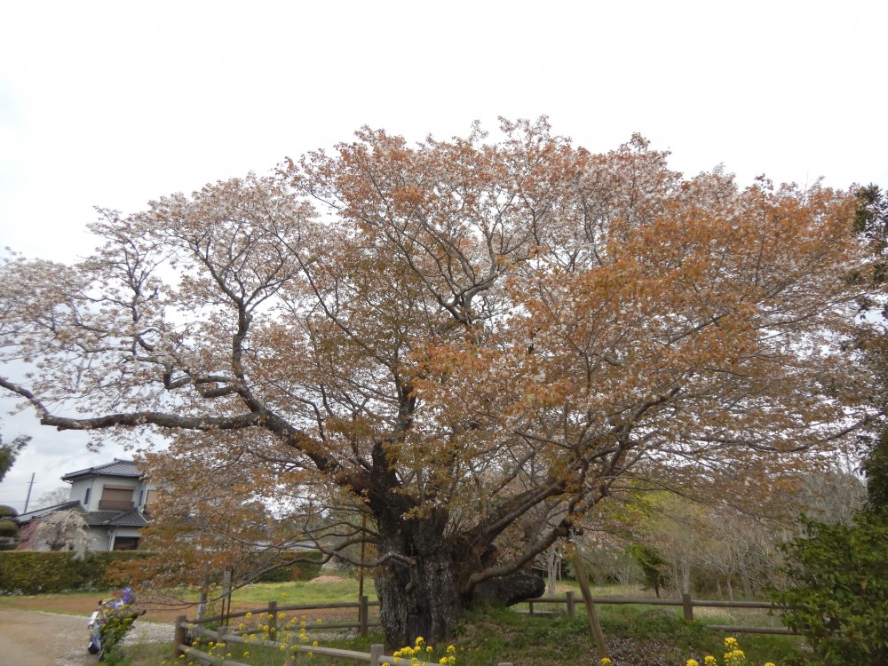 平成31年 黄門桜開花情報-4.14　黄門桜1