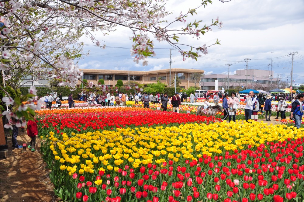 平成31年 のさか花の広場チューリップ開花情報-のさかチューリップ（4月14日）