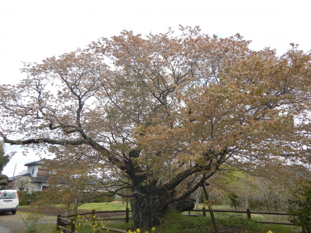 平成31年 黄門桜開花情報-4.15　黄門桜1