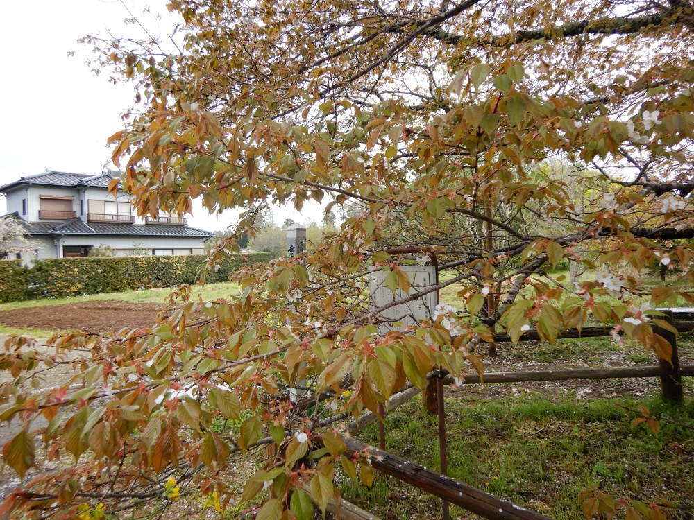 平成31年 黄門桜開花情報-4.15　黄門桜2