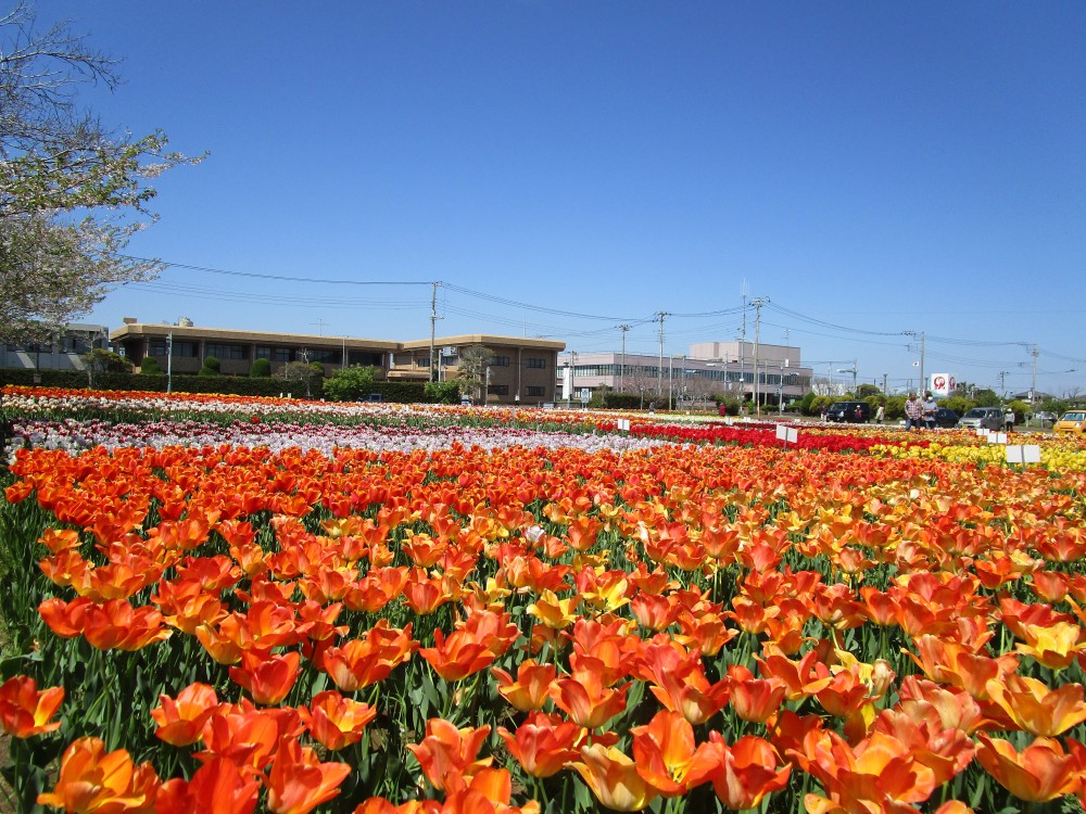 平成31年 のさか花の広場チューリップ開花情報-チューリップ１