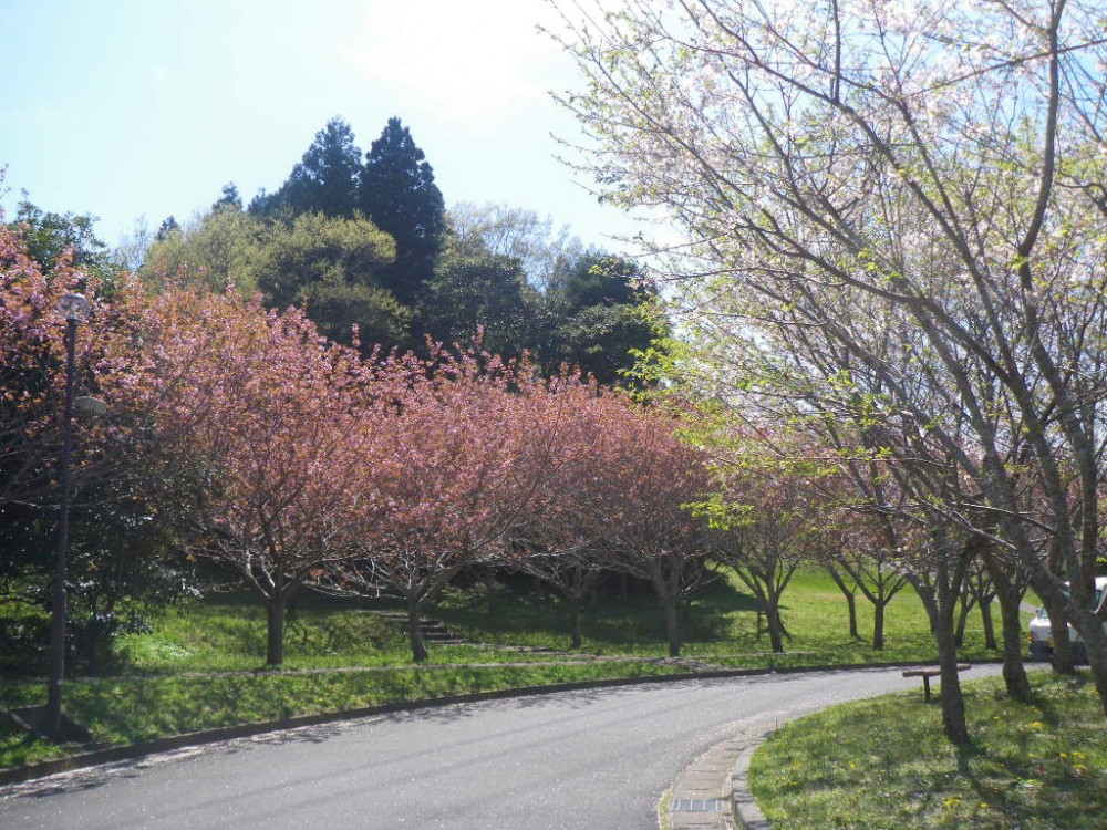 平成31年 天神山公園桜開花情報-天神山公園桜　4月16日ｰ1