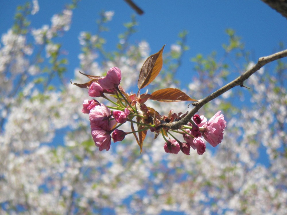 平成31年 天神山公園桜開花情報-天神山公園桜　4月16日ｰ2