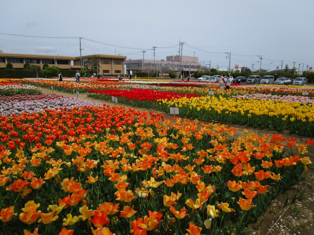 平成31年 のさか花の広場チューリップ開花情報-のさかチューリップ4月17日