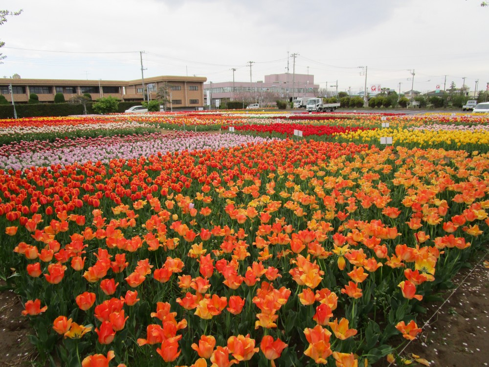 平成31年 のさか花の広場チューリップ開花情報-のさかチューリップ4月18日