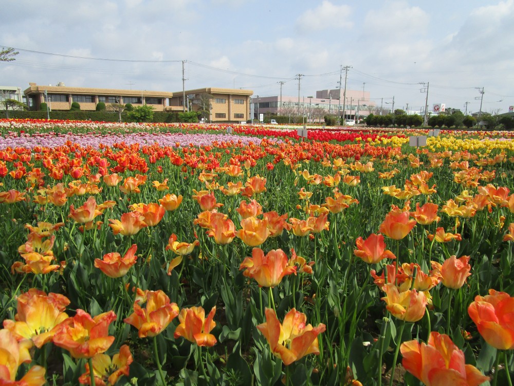 平成31年 のさか花の広場チューリップ開花情報-のさかチューリップ4月19日（金曜日）