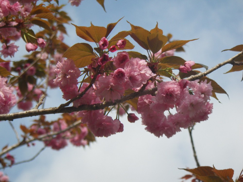 平成31年 天神山公園桜開花情報-天神山公園桜　4月19日-2