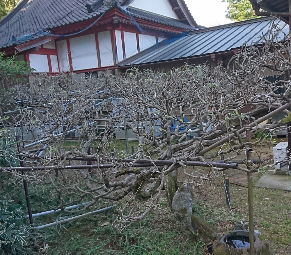 平成31年 龍頭寺の大ふじ開花情報-4.20　ふじ