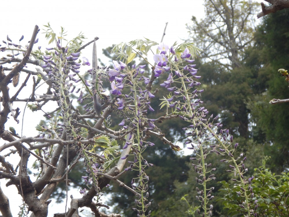 平成31年 龍頭寺の大ふじ開花情報-4.22　ふじ1