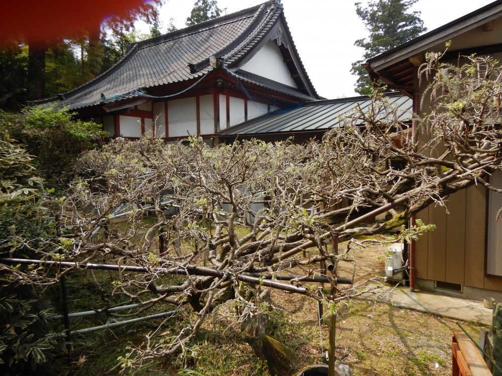 平成31年 龍頭寺の大ふじ開花情報-4.22　ふじ2