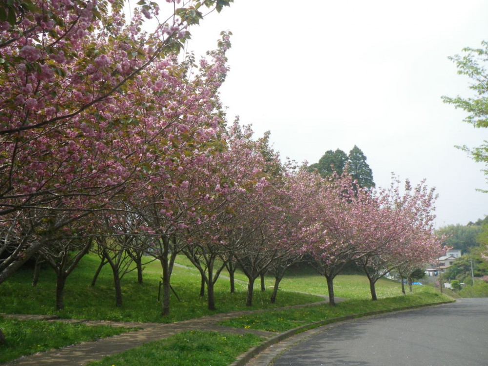 平成31年 天神山公園桜開花情報-天神山公園桜　4月22日ｰ1