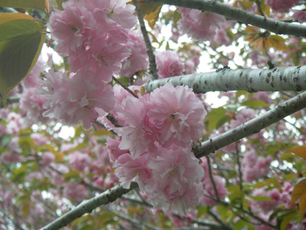 平成31年 天神山公園桜開花情報-天神山公園桜　4月22日ｰ2