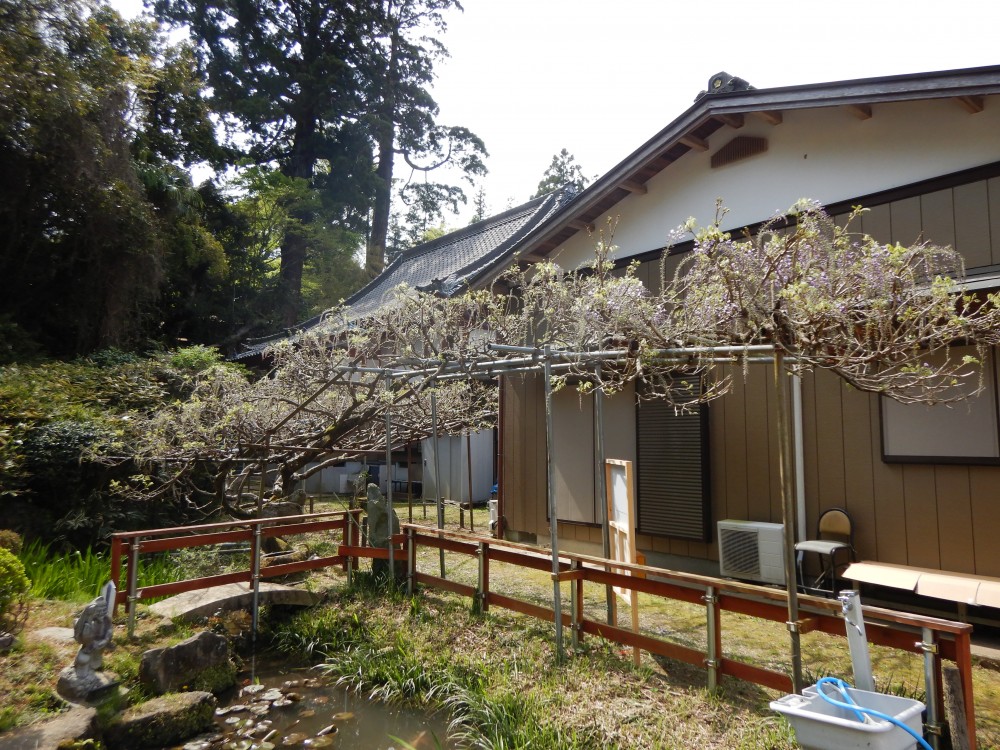 平成31年 龍頭寺の大ふじ開花情報-4.23　ふじ1