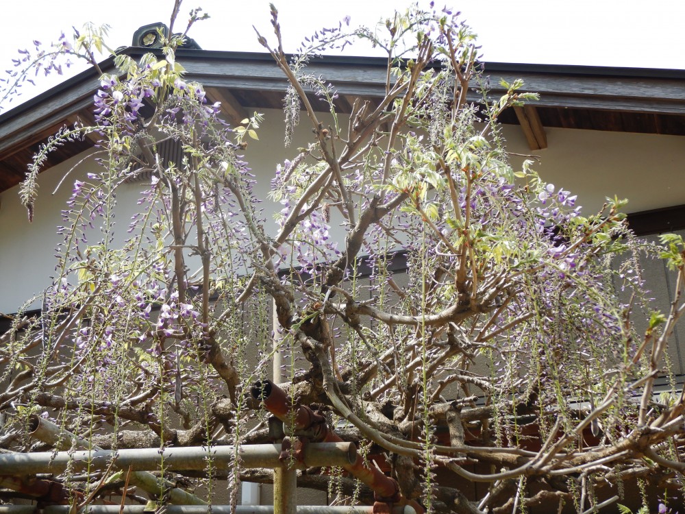 平成31年 龍頭寺の大ふじ開花情報-4.23　ふじ2