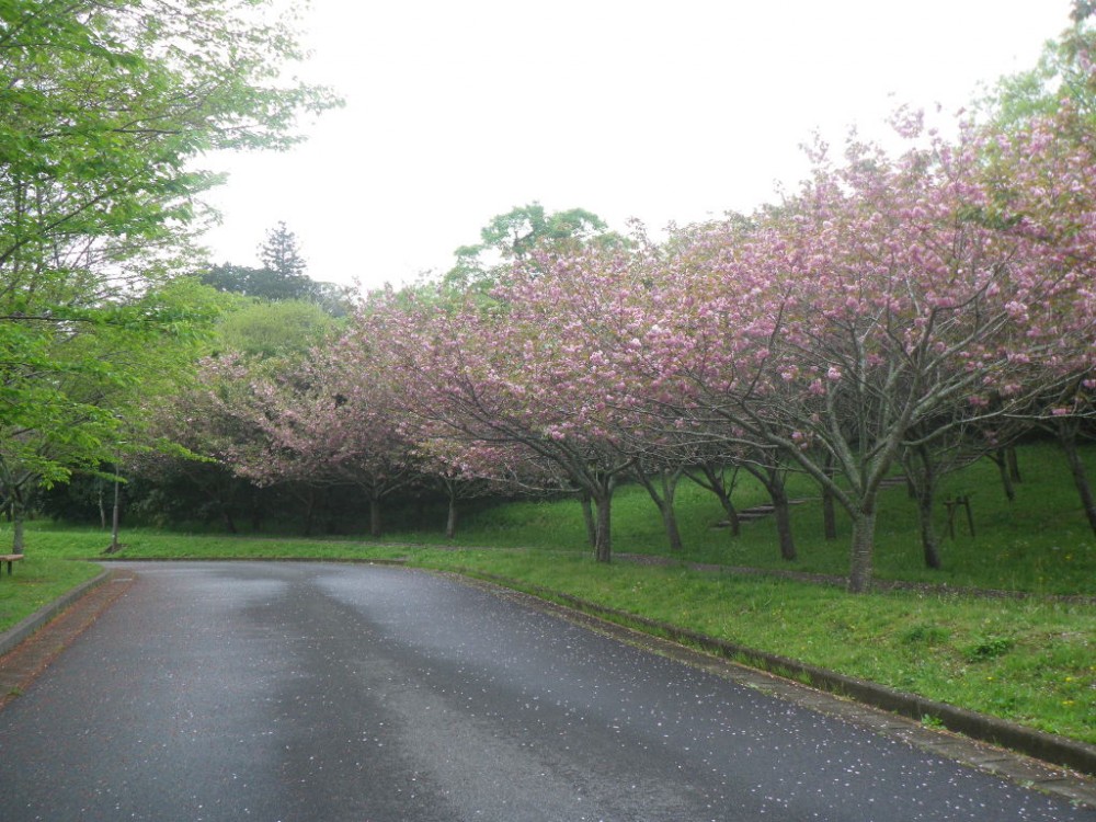 平成31年 天神山公園桜開花情報-天神山公園桜　4月24日ｰ1