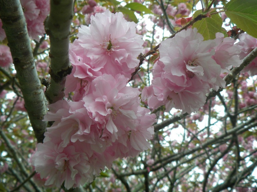 平成31年 天神山公園桜開花情報-天神山公園桜　4月24日ｰ2