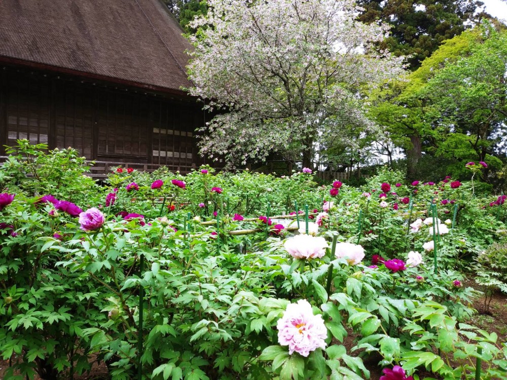 千葉県匝瑳市平成31年 飯高寺のボタン開花情報