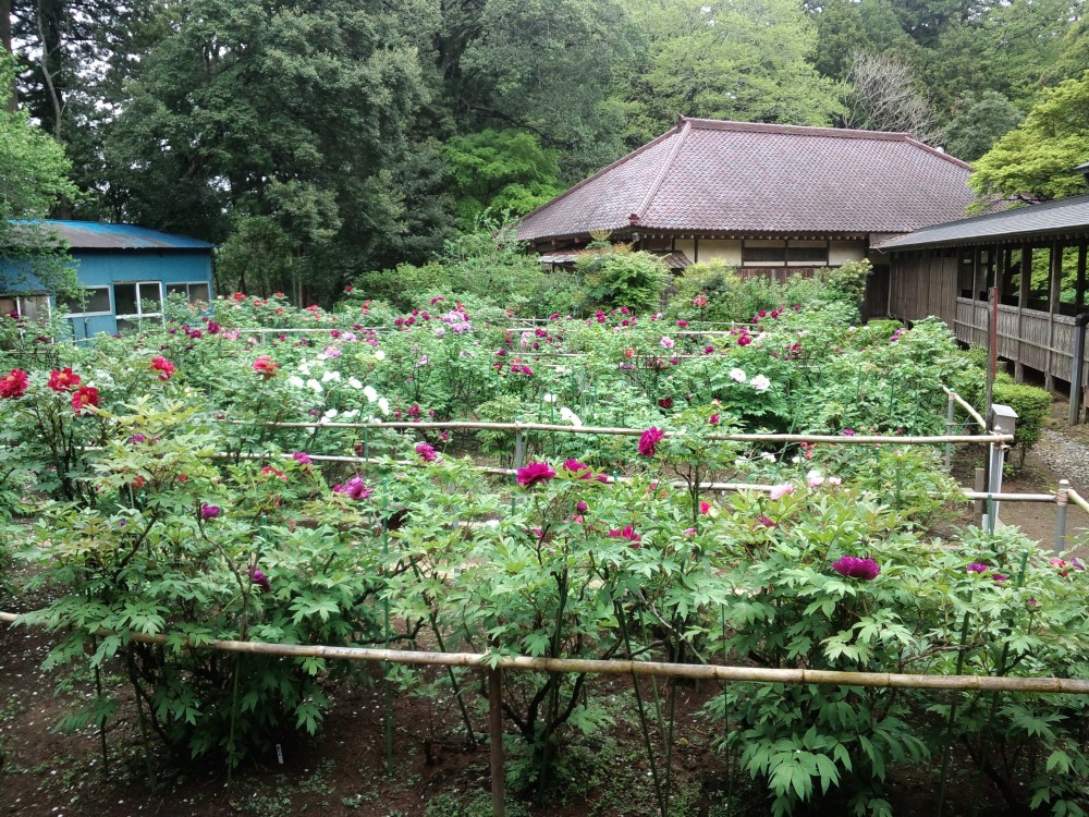 平成31年 飯高寺のボタン開花情報-4.25　ぼたん1