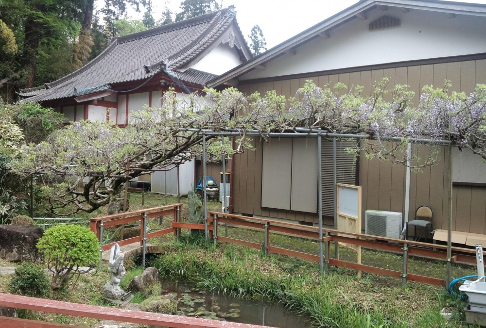 平成31年 龍頭寺の大ふじ開花情報-4.25　ふじ1