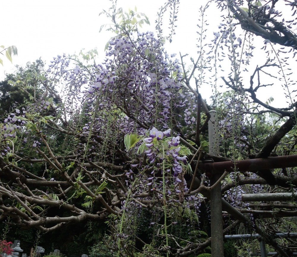 平成31年 龍頭寺の大ふじ開花情報-4.25　ふじ2