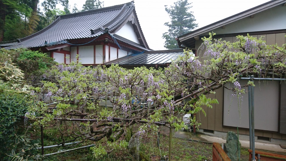 平成31年 龍頭寺の大ふじ開花情報-4.26　ふじ1