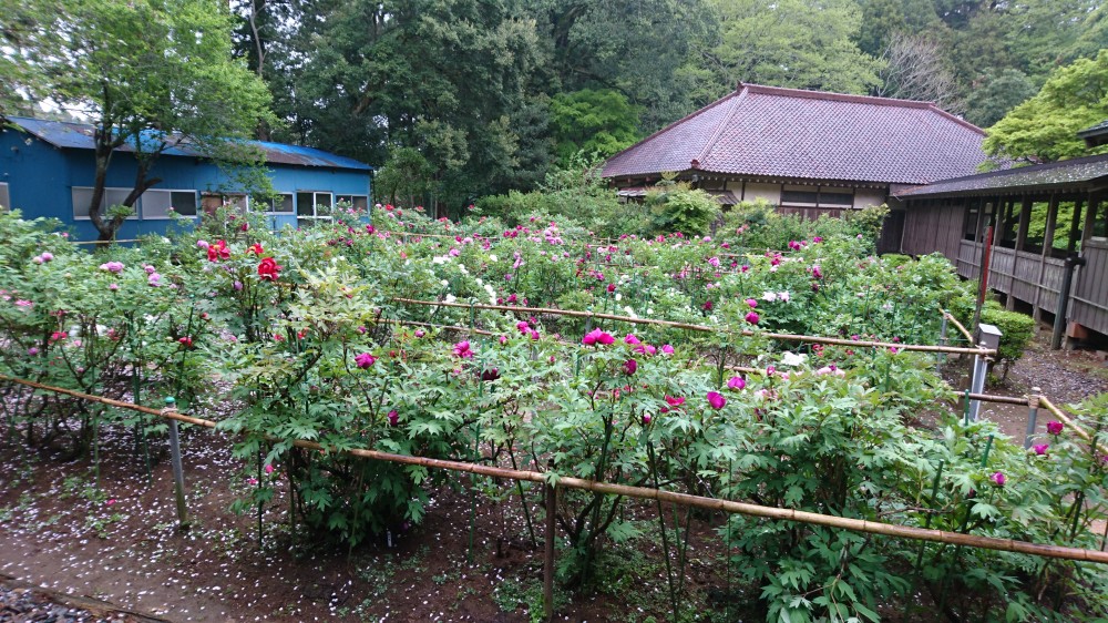 平成31年 飯高寺のボタン開花情報-4.26　ぼたん2