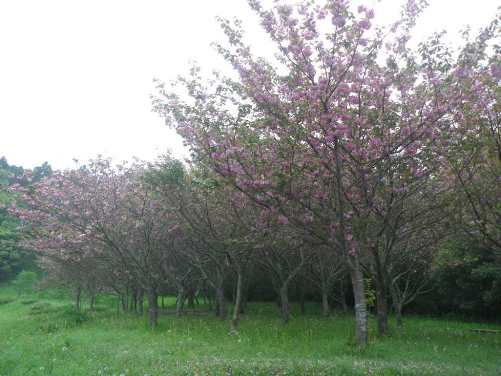 平成31年 天神山公園桜開花情報-天神山公園桜写真　4月26日ｰ1