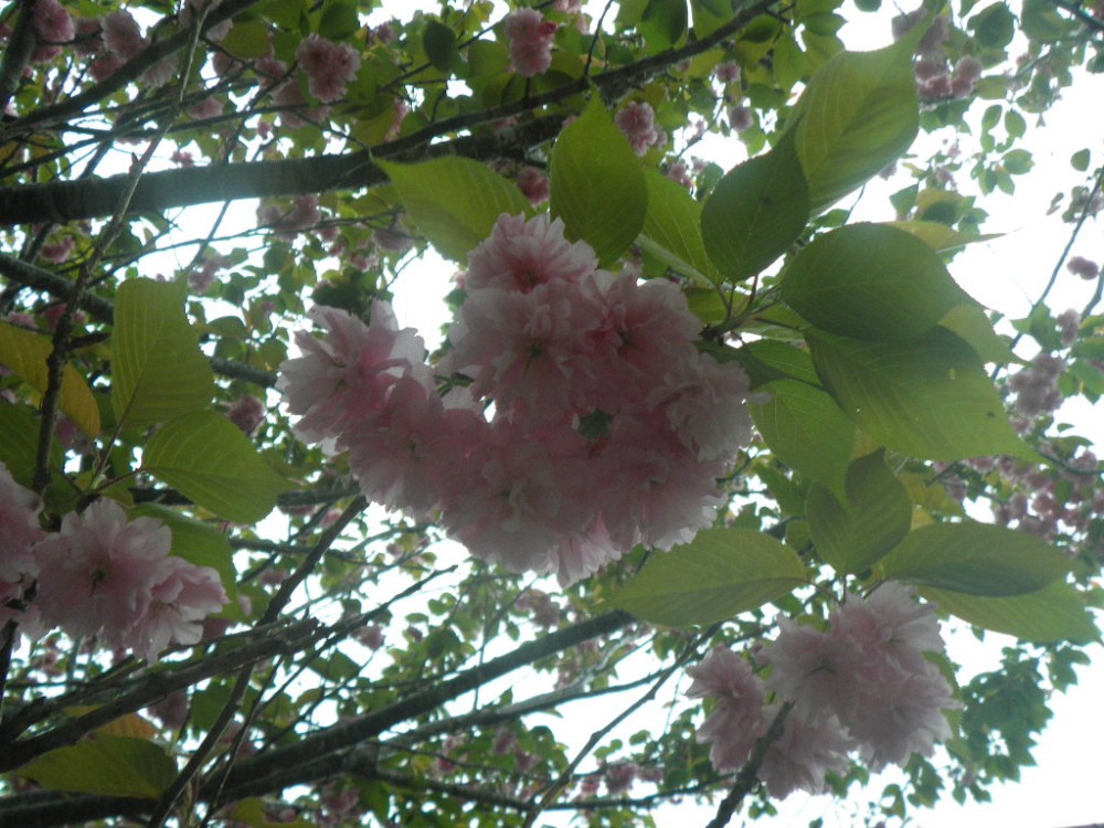 平成31年 天神山公園桜開花情報-天神山公園桜写真　4月26日ｰ2